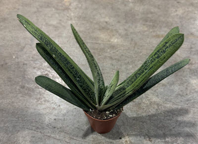 2" Gasteria Little Warty